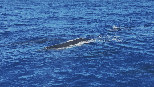 Humpback Whales in Antarctica animated gif