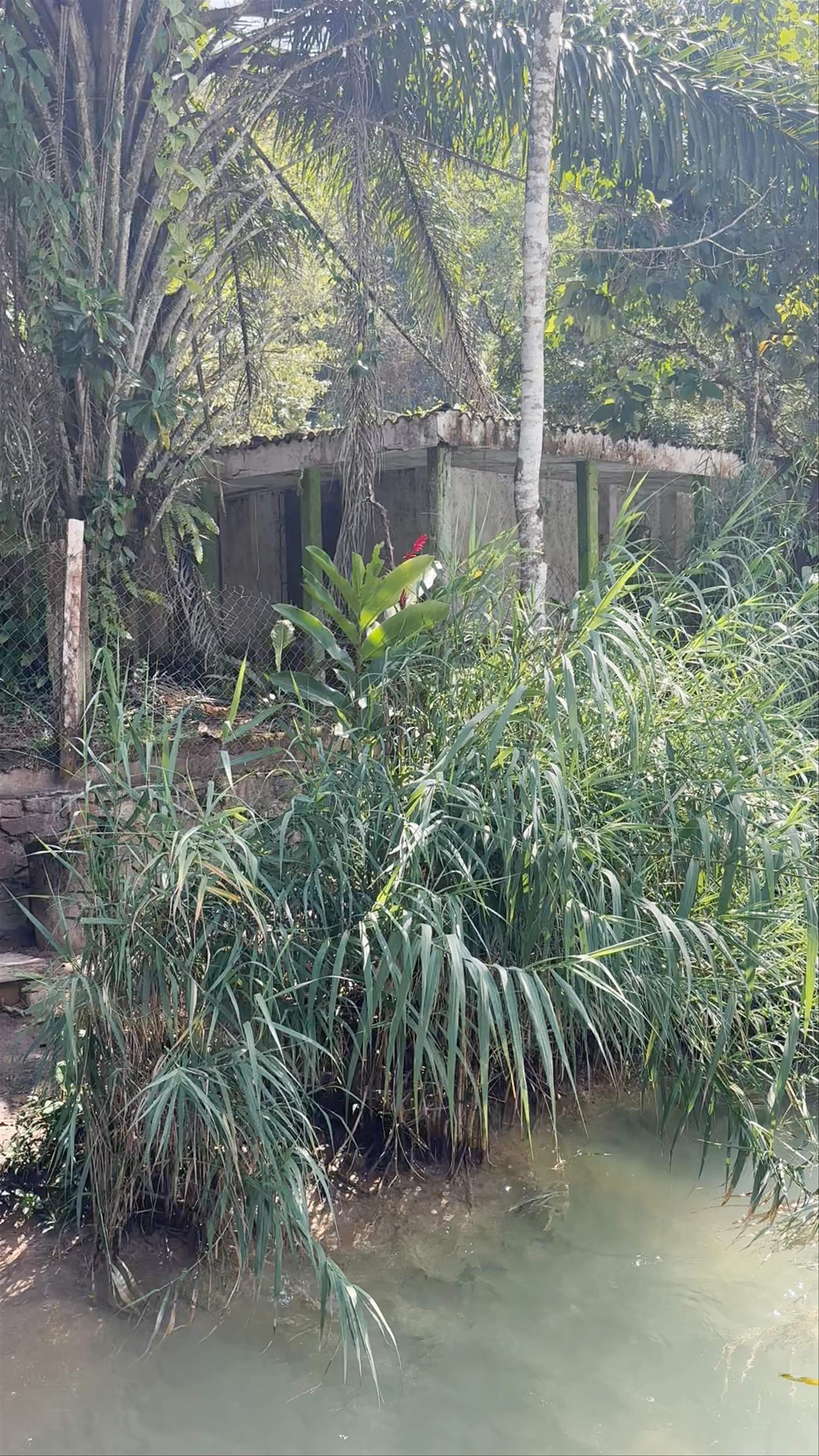 Yajalón