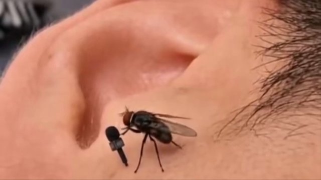 THE FLY