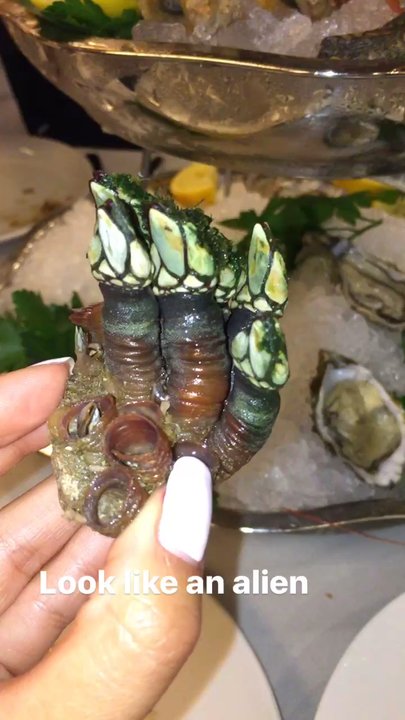 Shannara 2 - Seafood Near Me - Milan, Michigan