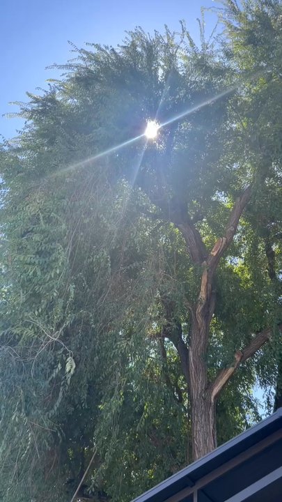 Rivas Tree Services - Beyond thankful for the great work. Punctual, professional, left my place spotless. - Tree Services Near Me