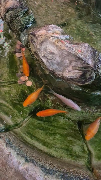 May Mei Restaurant - Fish - Chinese Near Me - Arcadia, California