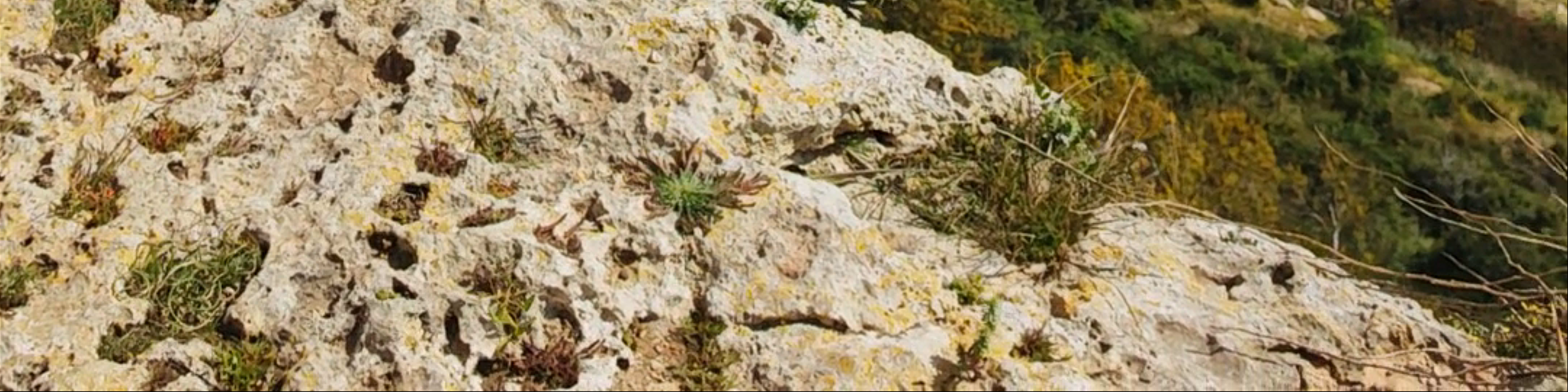Dingli