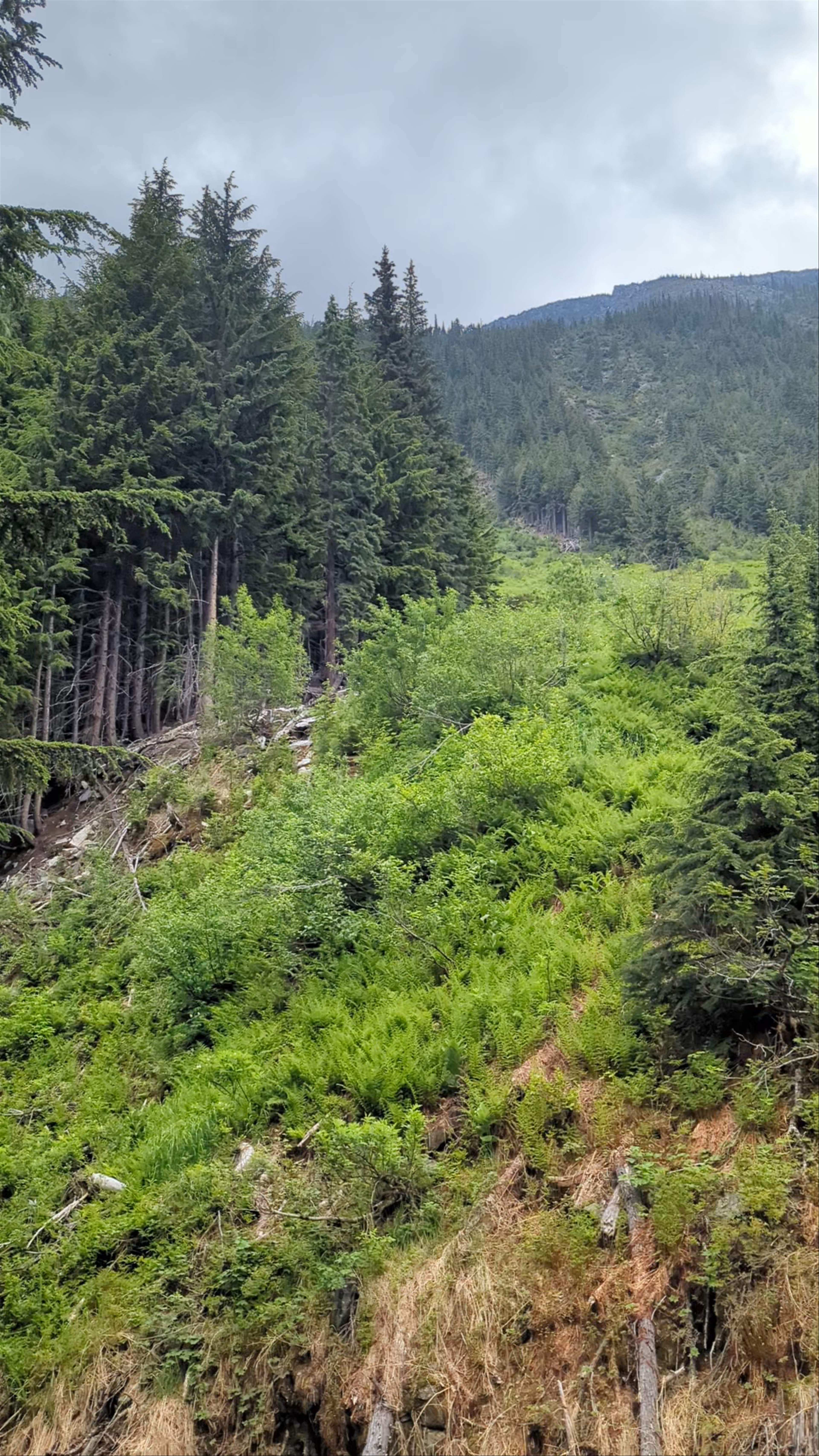 Hemlock Grove Boardwalk