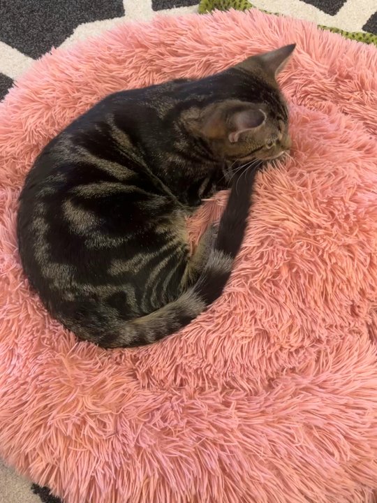 Catfeine - cats chillen - Pet Adoption Near Me - Murfreesboro, Tennessee