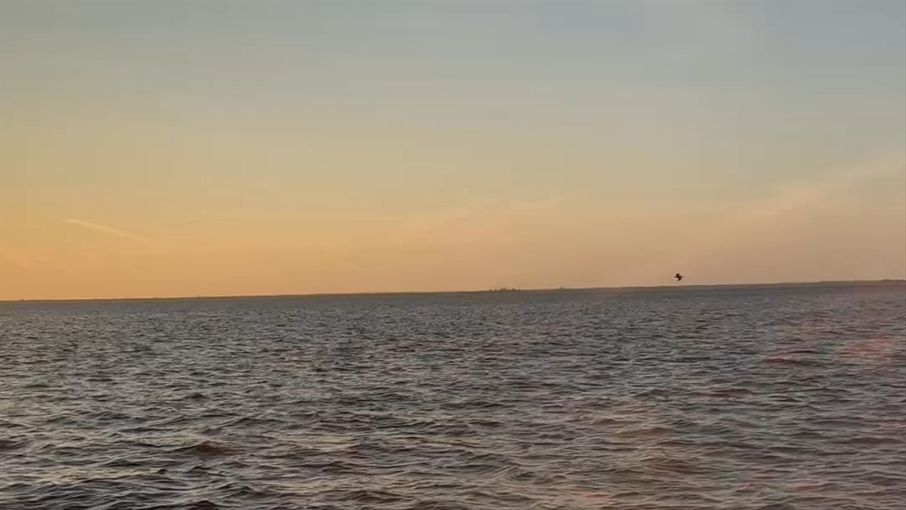 Punta Gorda Adventures - Dolphin trio - Boat Charters Near Me - Punta Gorda, Florida