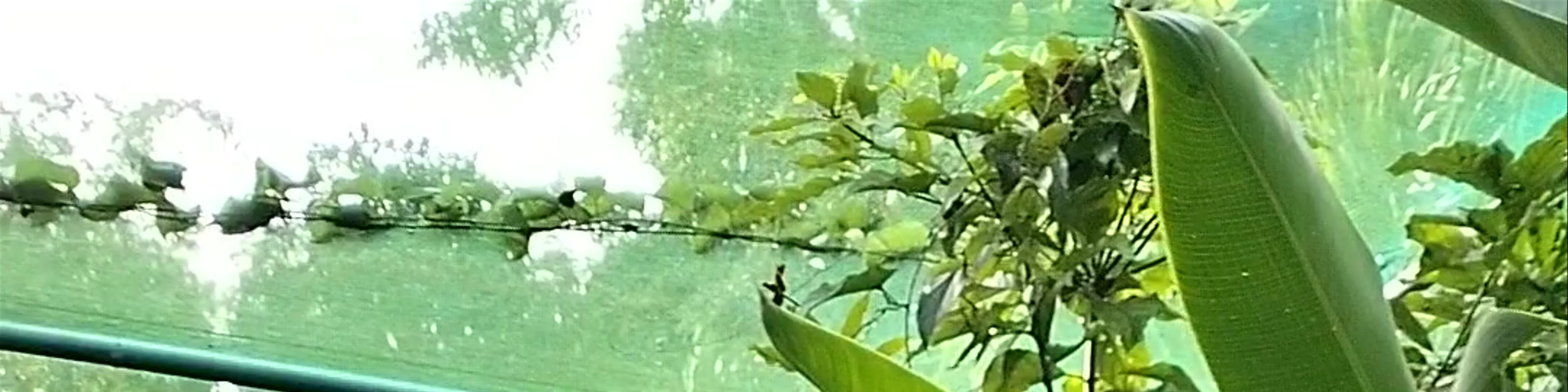 Butterfly Sanctuary