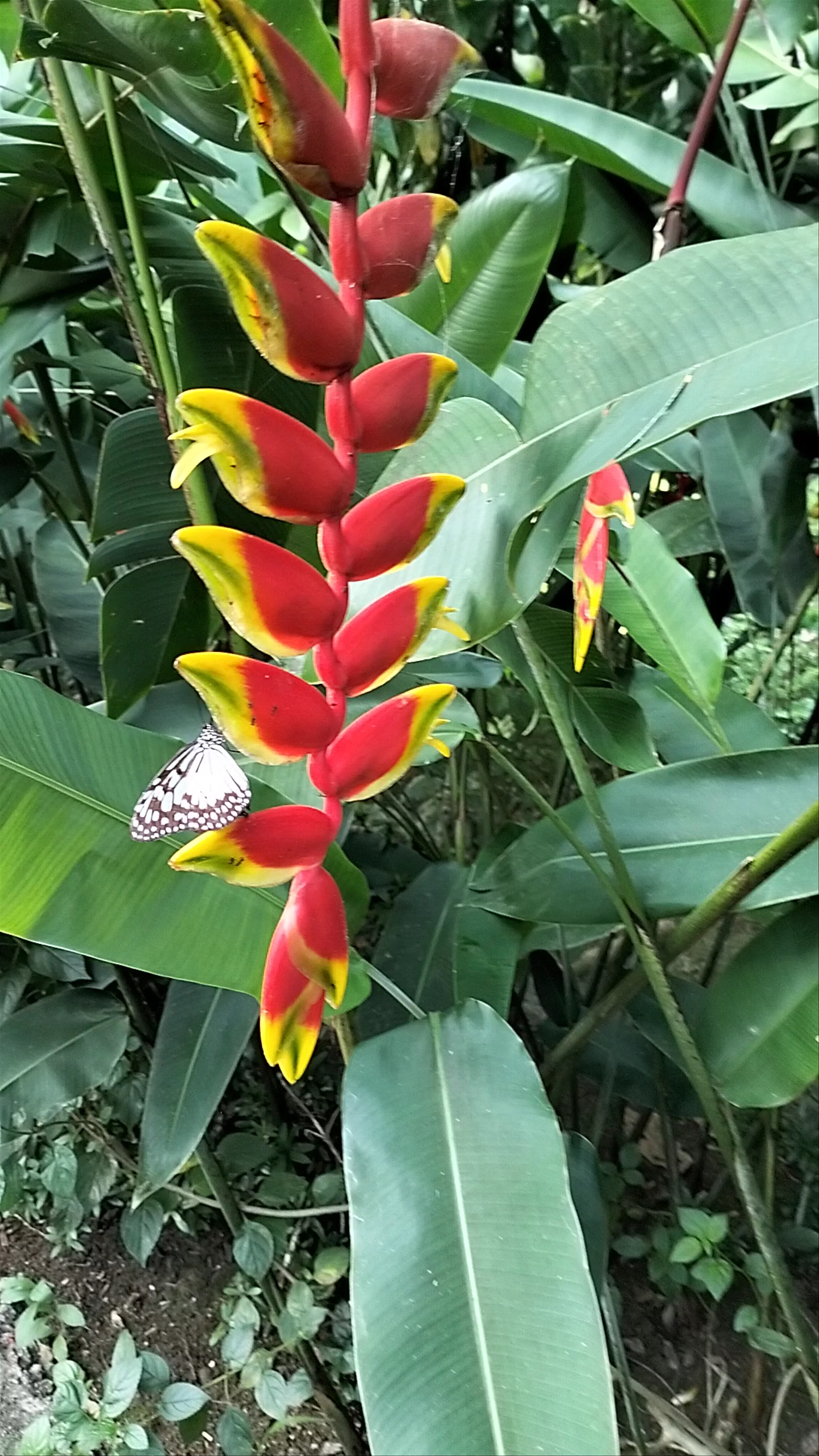 Butterfly Sanctuary