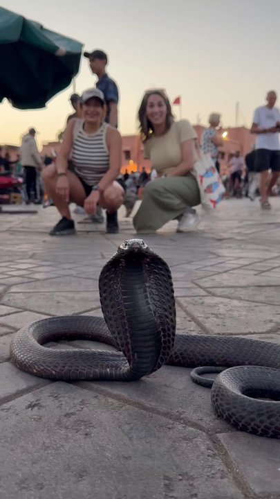 AAA Insurance - Snake charmer in Marrakech, Morocco - Auto Insurance Near Me - Lancaster, California