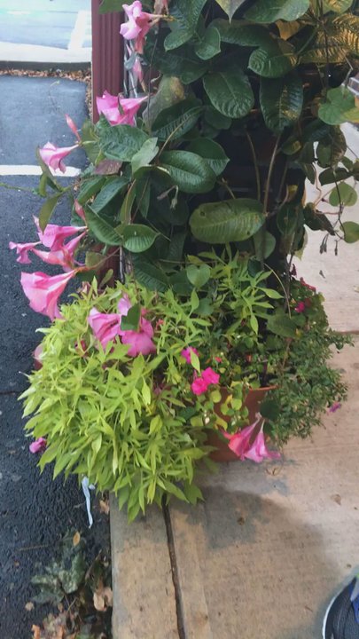 Blue Fuji - Gorgeous flowers outside the entrance - Japanese Near Me - Bedford, Massachusetts