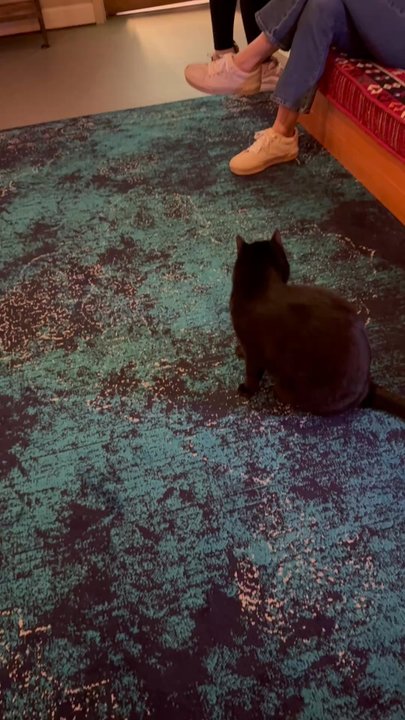 Naughty Cat Cafe - Coffee & Tea Near Me - Chattanooga, Tennessee