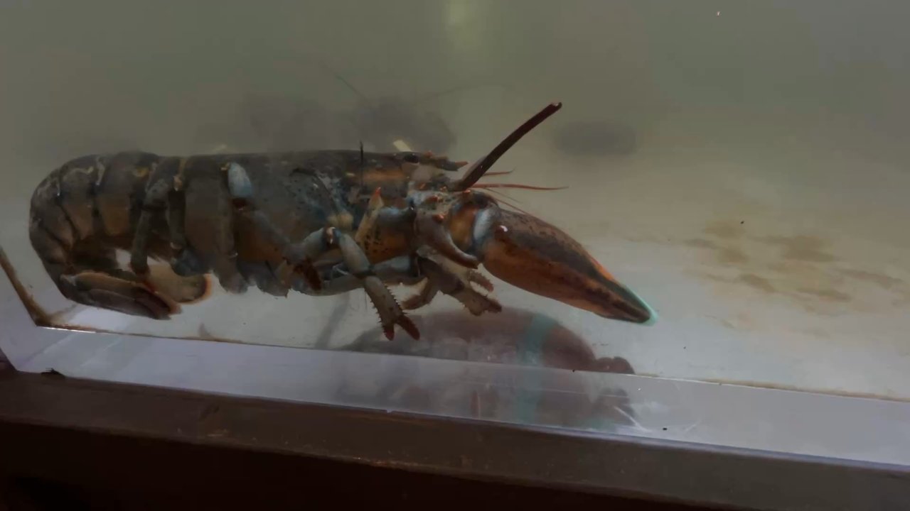 Storming Crab - Seafood Near Me - Henderson, Nevada