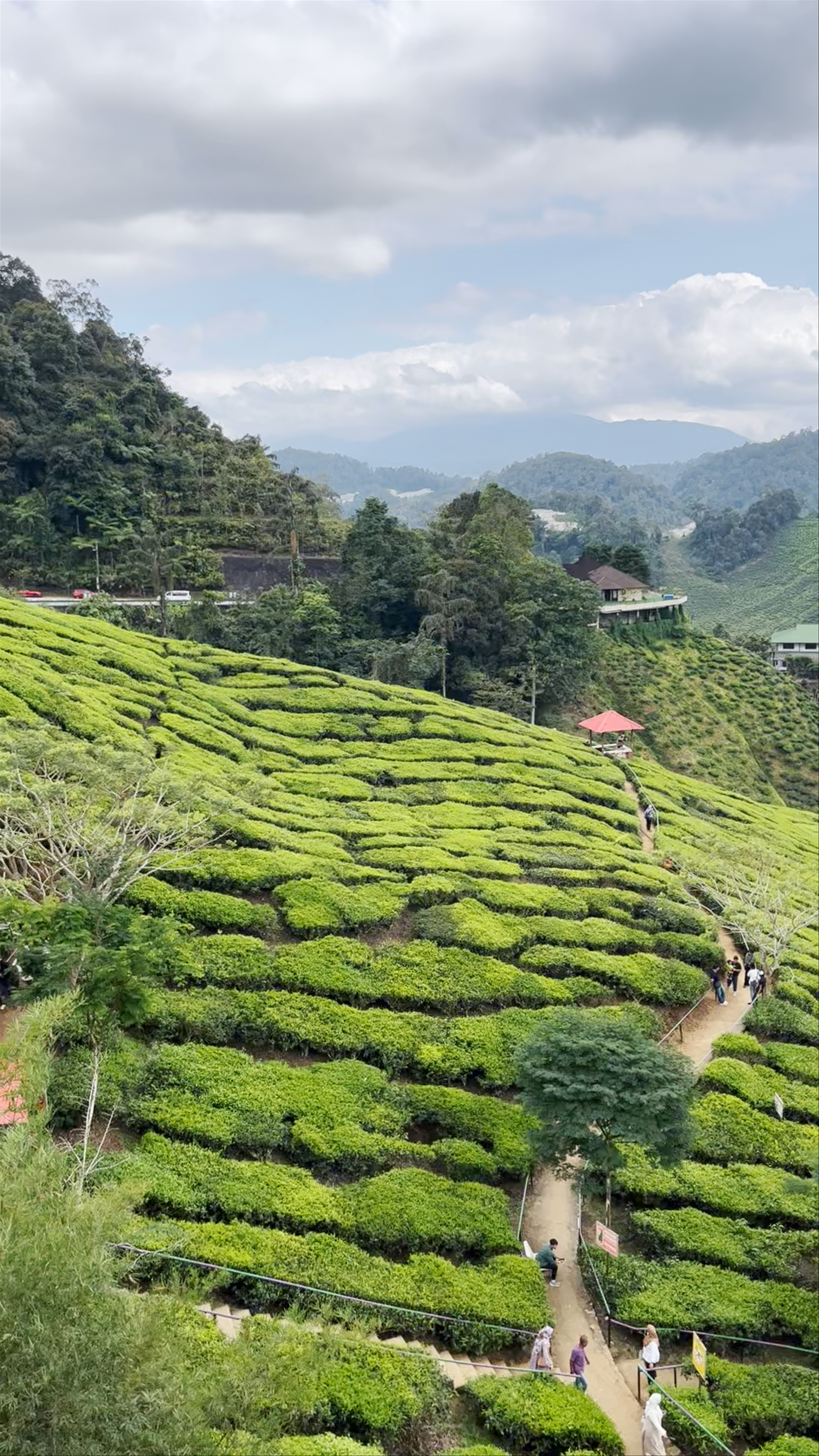 Cameron Valley Tea House 1