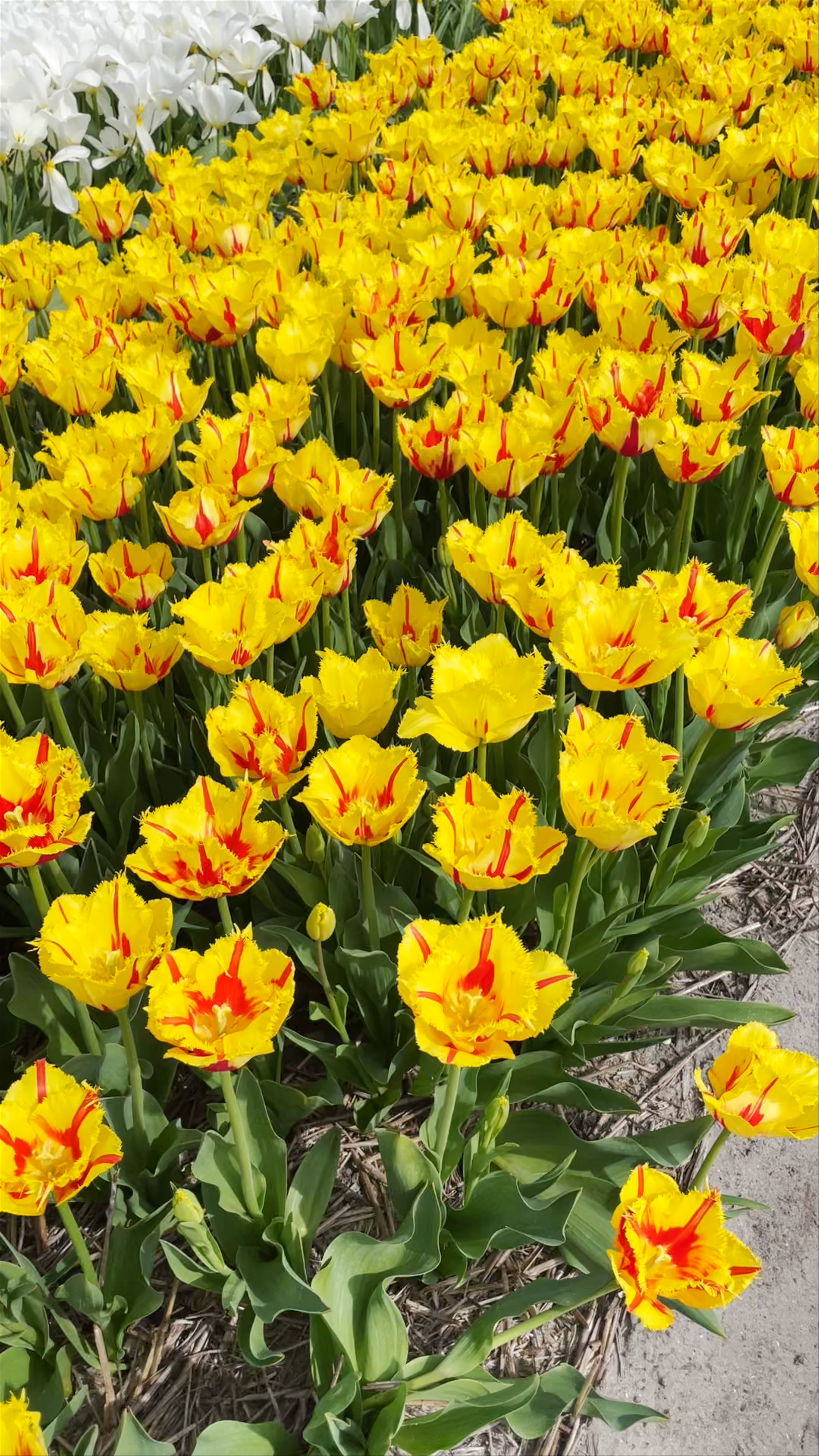 Tulip Experience Amsterdam: Blooming Fields in Noordwijkerhout