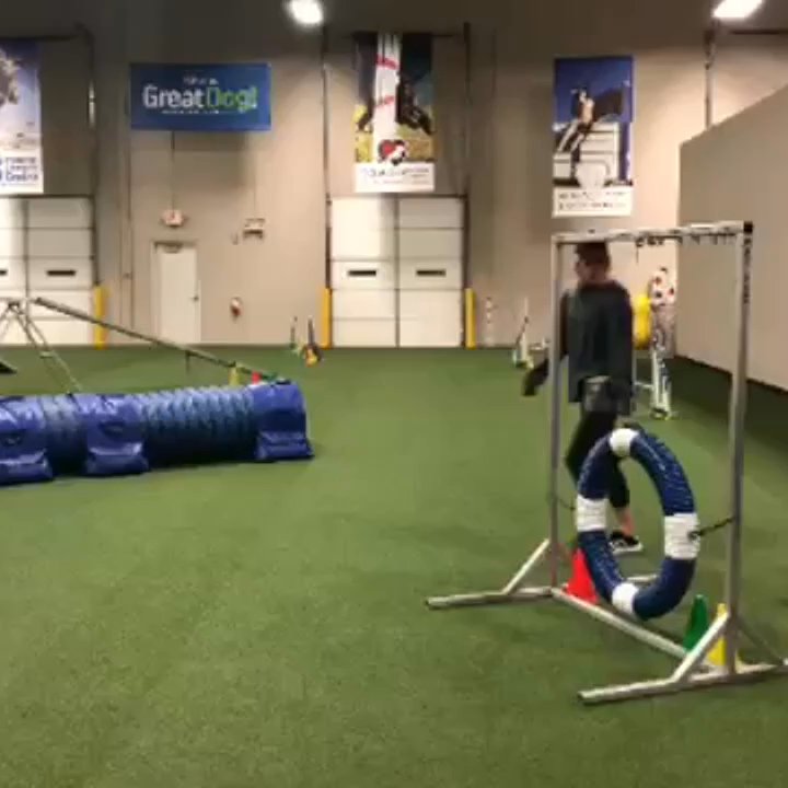 What a Great Dog! Training Center - Pet Training Near Me - Richardson, Texas