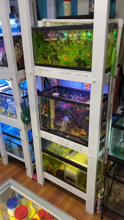 Cosmoaquarium - Local Fish Stores Near Me - Jackson Heights, New York