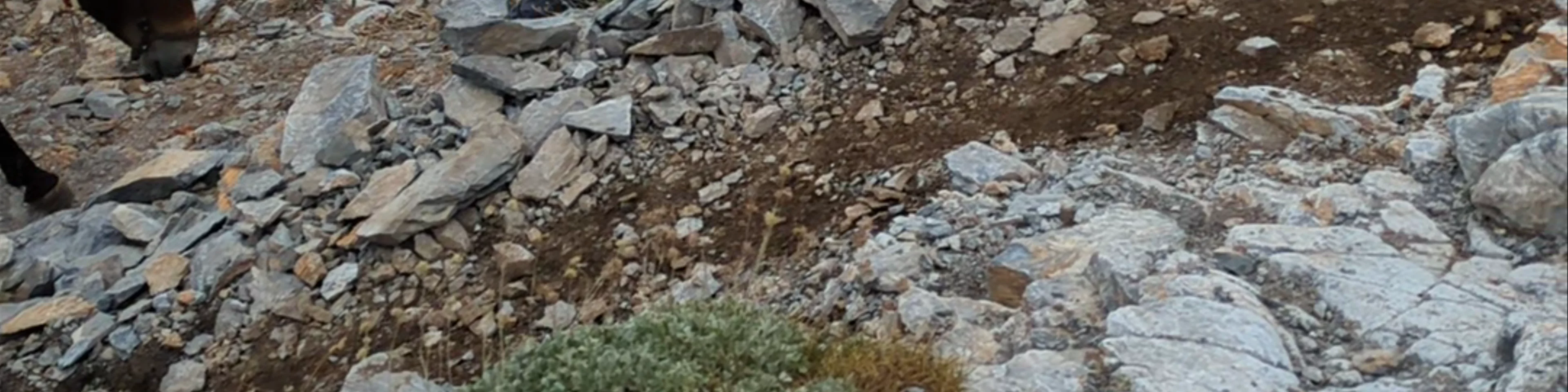 Κορυφή Σκούρτα 2476.36 μ.