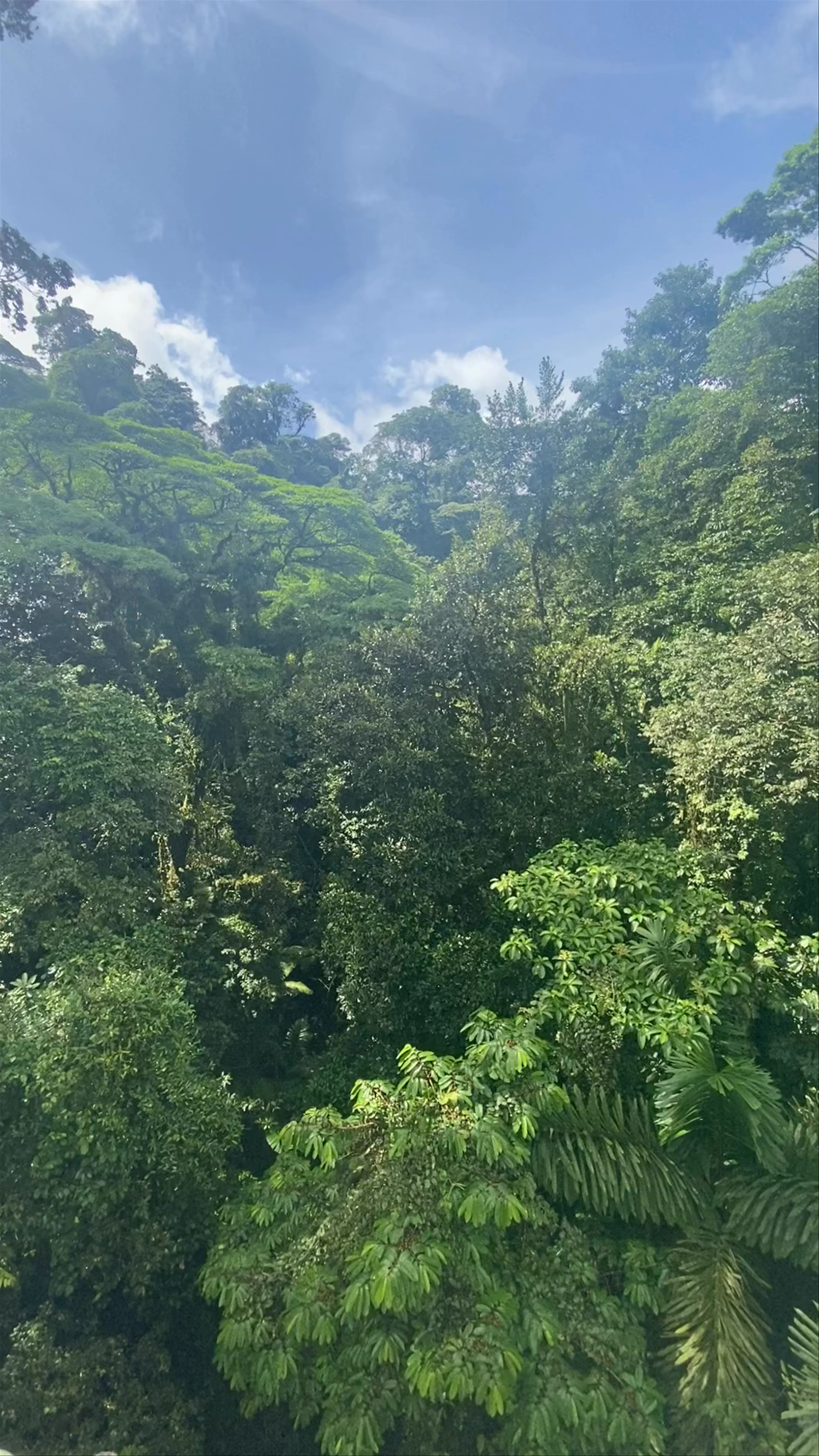 Mistico Arenal Hanging Bridges Park, Alajuela Province, La Fortuna, Costa Rica