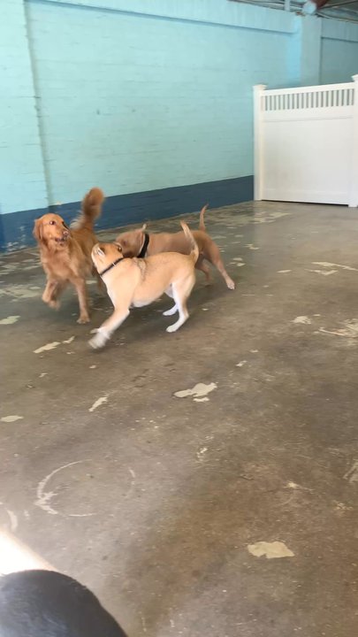 Glendale Pet Resort - Pet Training Near Me - Glendale, California