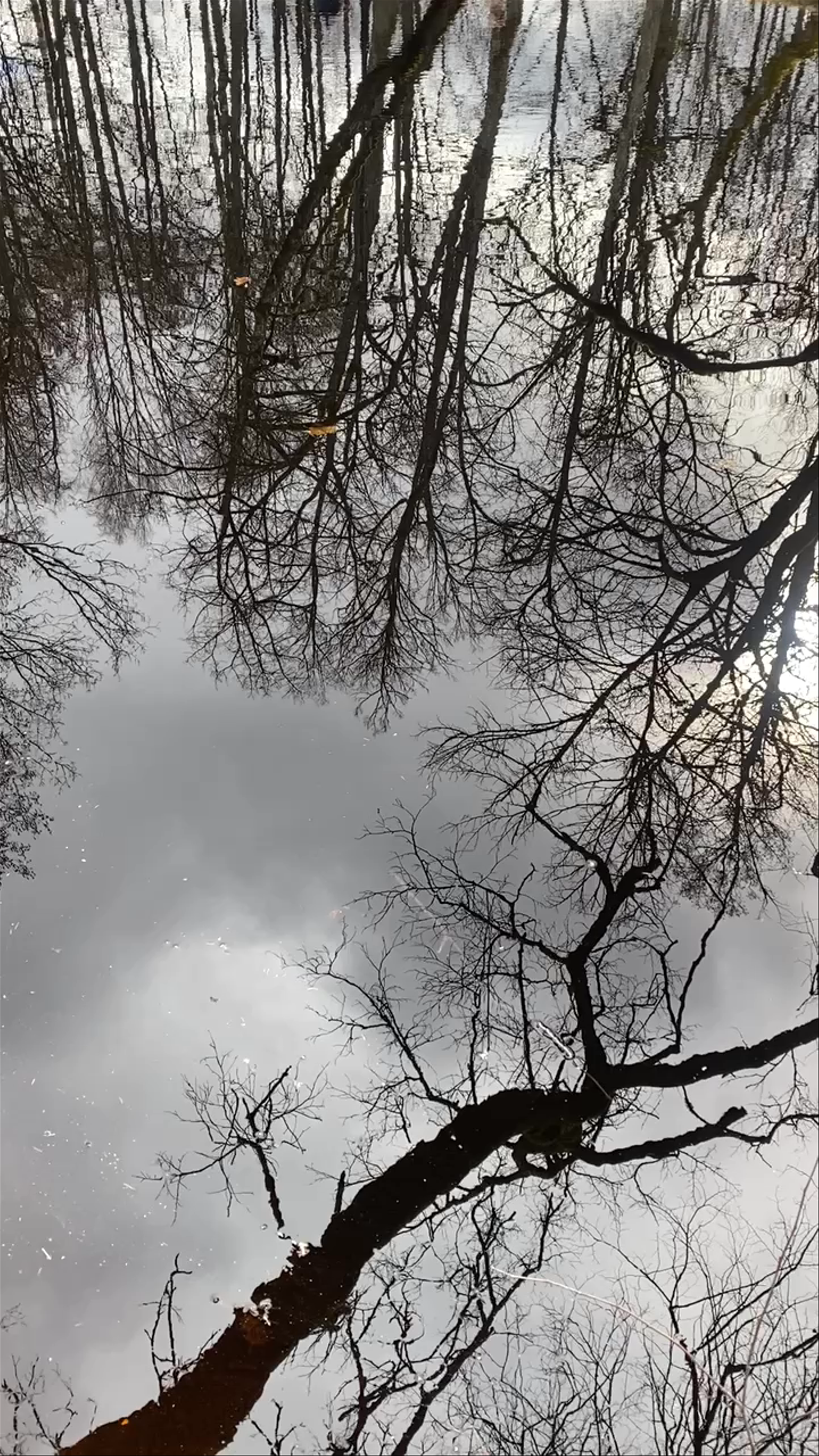 Spring Serenity at Slokas Lake Nature Trail, Jūrmala