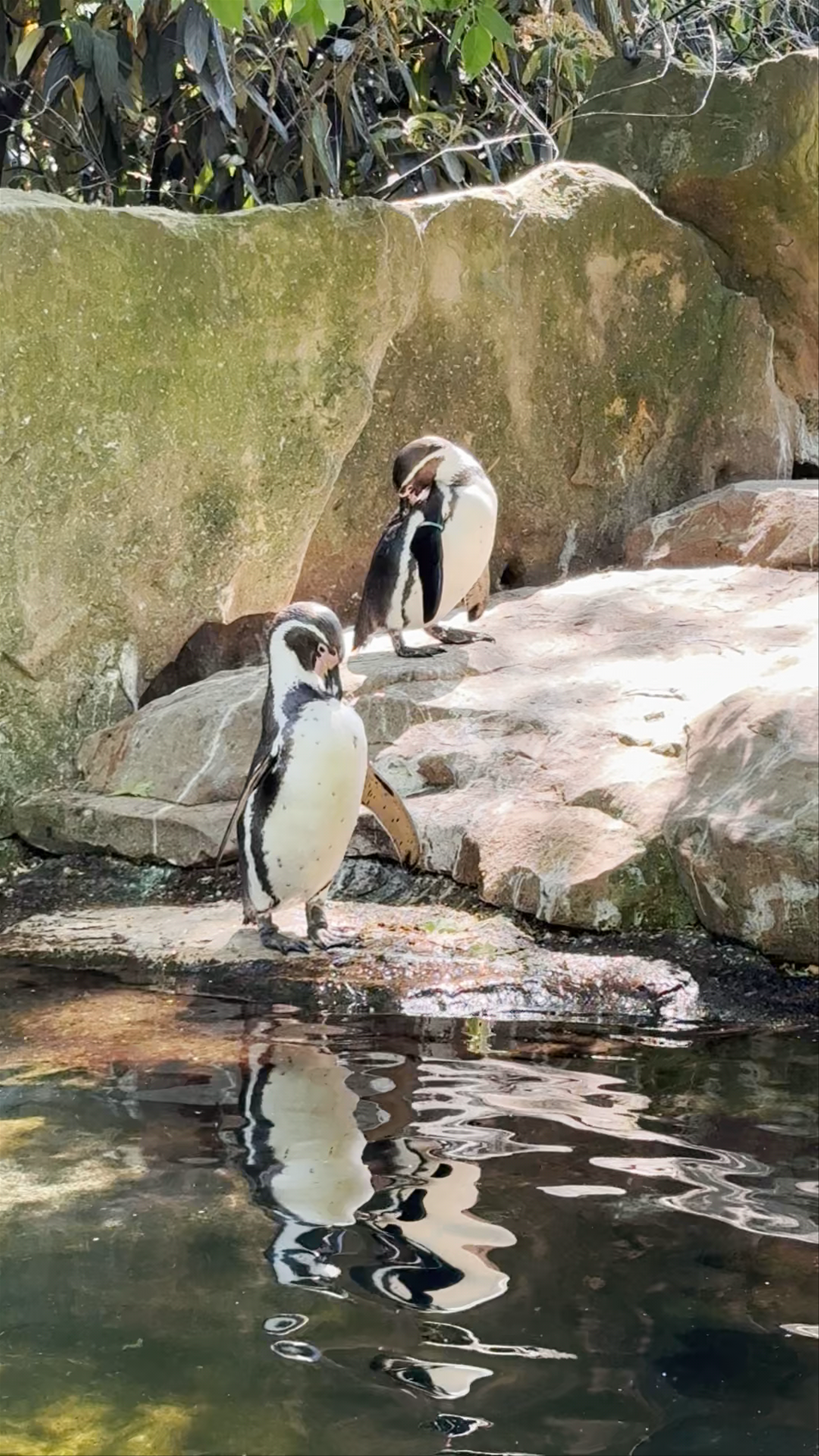 Gentle Penguins at Zoo Berlin: A Charming Wildlife Encounter