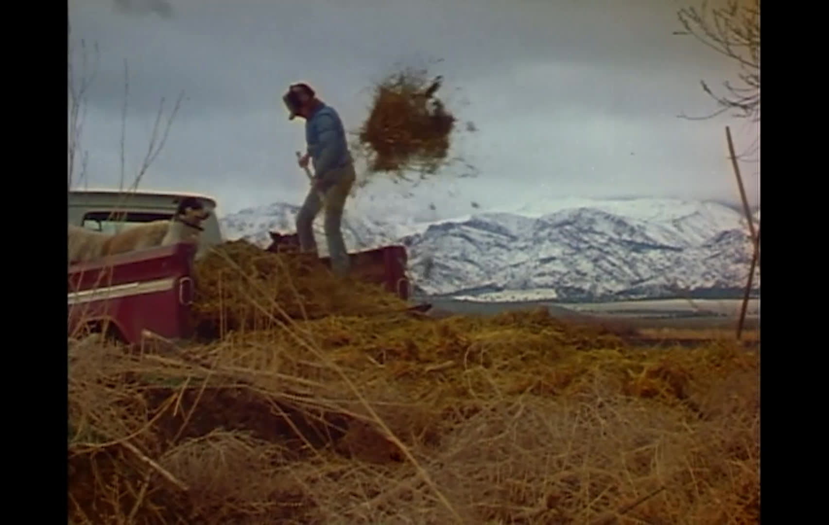 A rancher tends white livestock in a fenced pen, tosses hay onto farm equipment, and works open pasture with a tractor. Narration highlights economic pressures on public-land ranches and the challenge of keeping younger generations in the business.