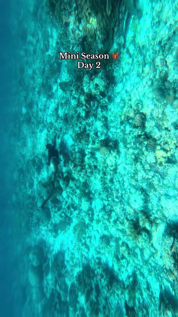 Mini season in the Florida keys 🦞🌴🌞