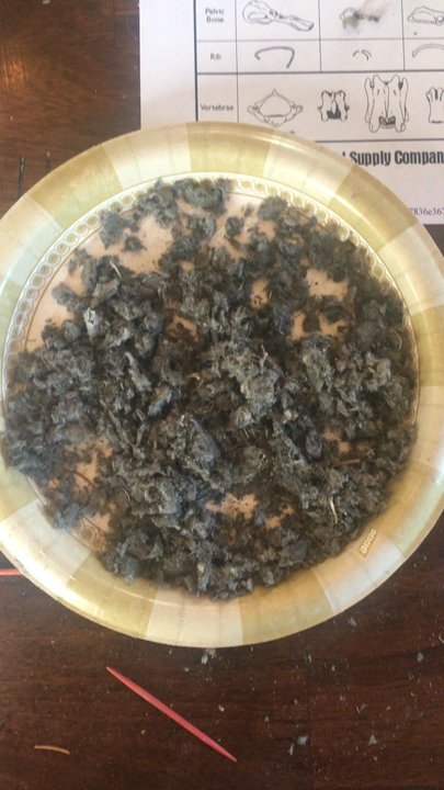 Foothills Learning Center - Owl pellet and the findings... - Educational Services Near Me - Boise, Idaho