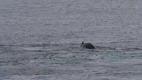 Untitled Work animated gif