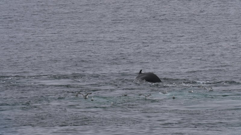 Untitled Work poster