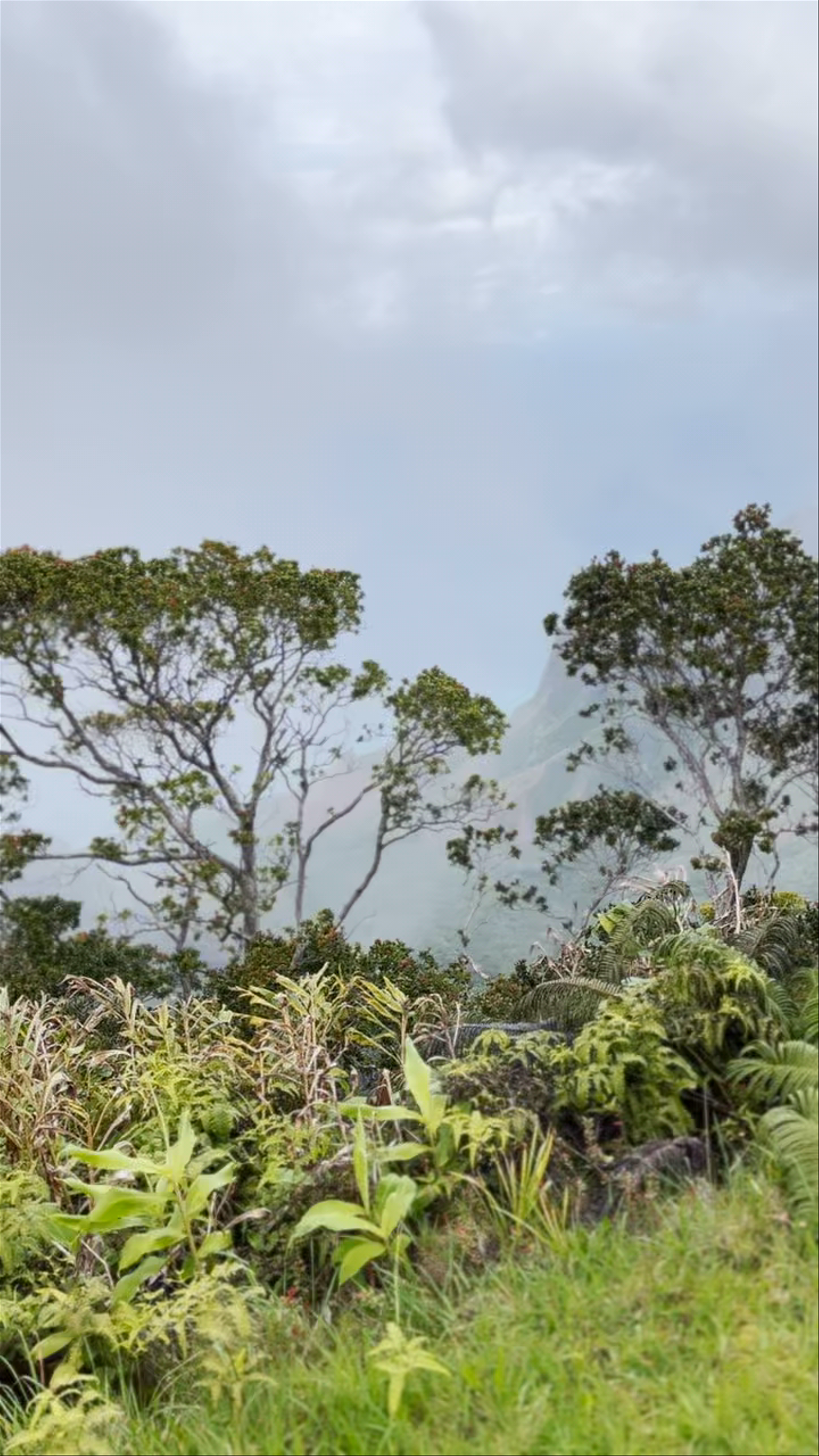 Pu'u Ka Pele Lookout: A Misty Hawaiian Nature Escape