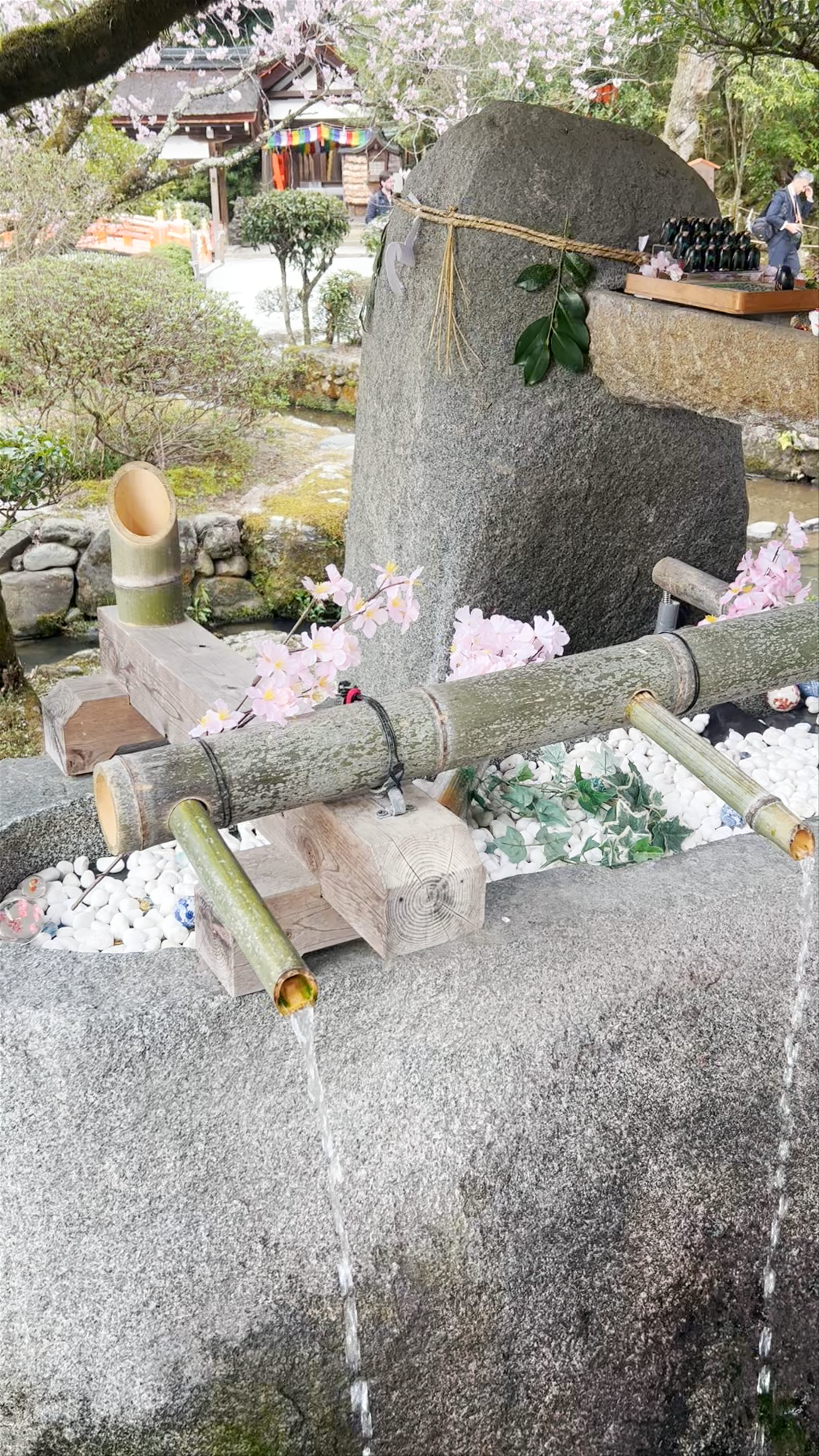 Serene Ritual at Kamigamo Shrine Amid Blossoming Cherry Trees