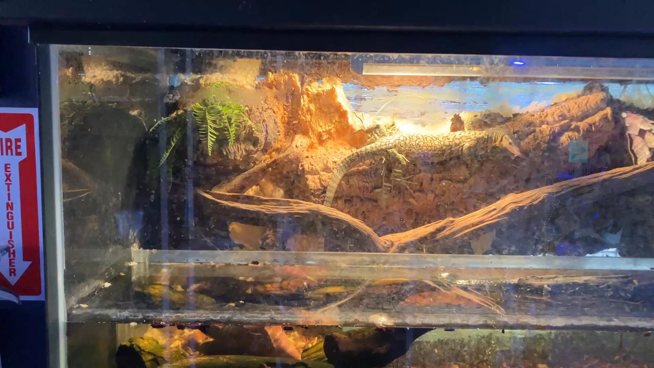 Floating Sea Aquatics - Lizards :) - Themed Cafes Near Me - Jacksonville, Florida