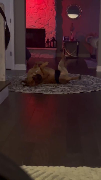 Holmdel Veterinary Clinic - Video of bubba with his diaper he has to wear when he is inside so he doesn't leak all over the house - Veterinarians Near Me - Holmdel, New Jersey