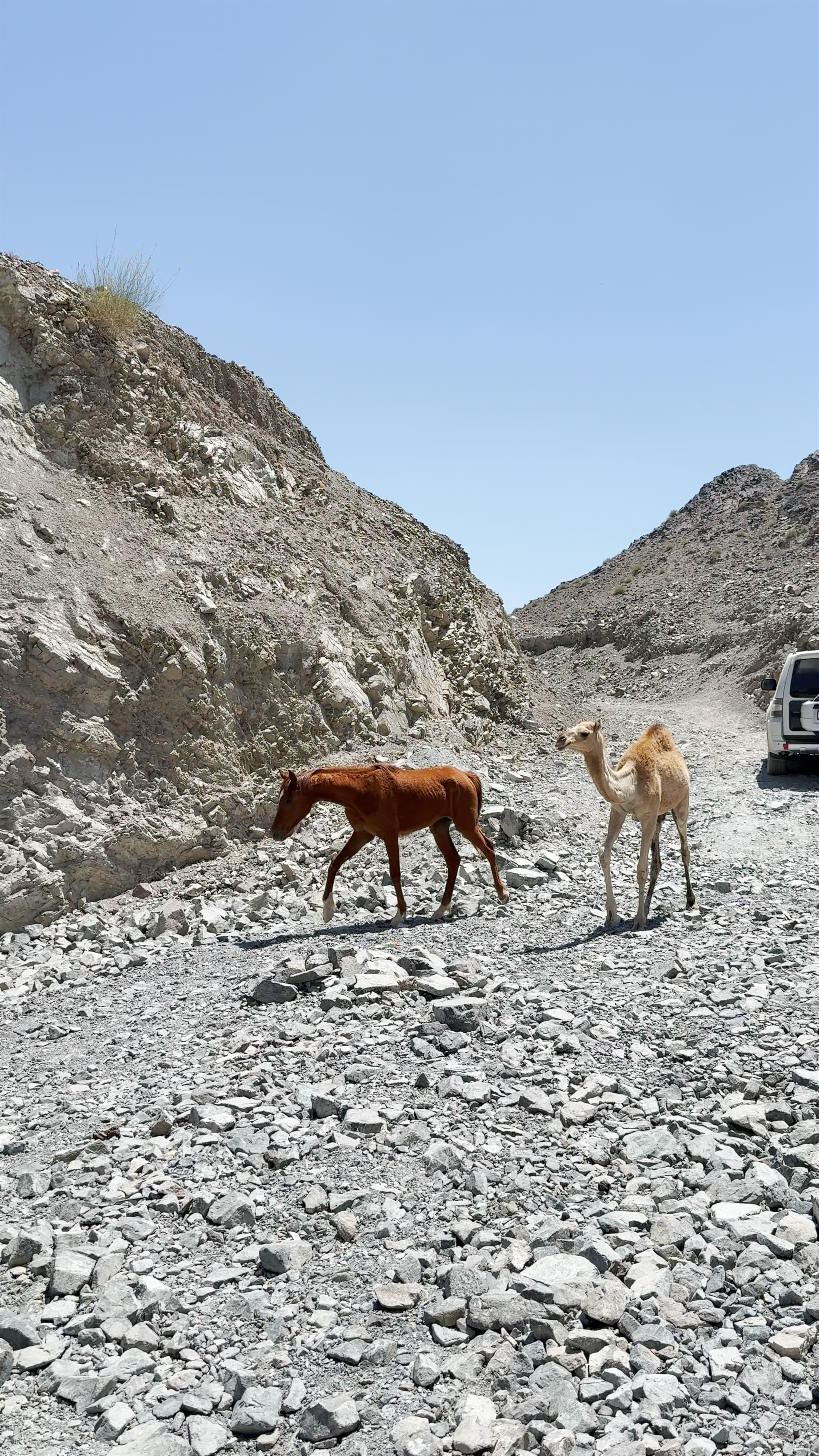 Icelandic Lake Masafi - Fujairah - United Arab Emirates