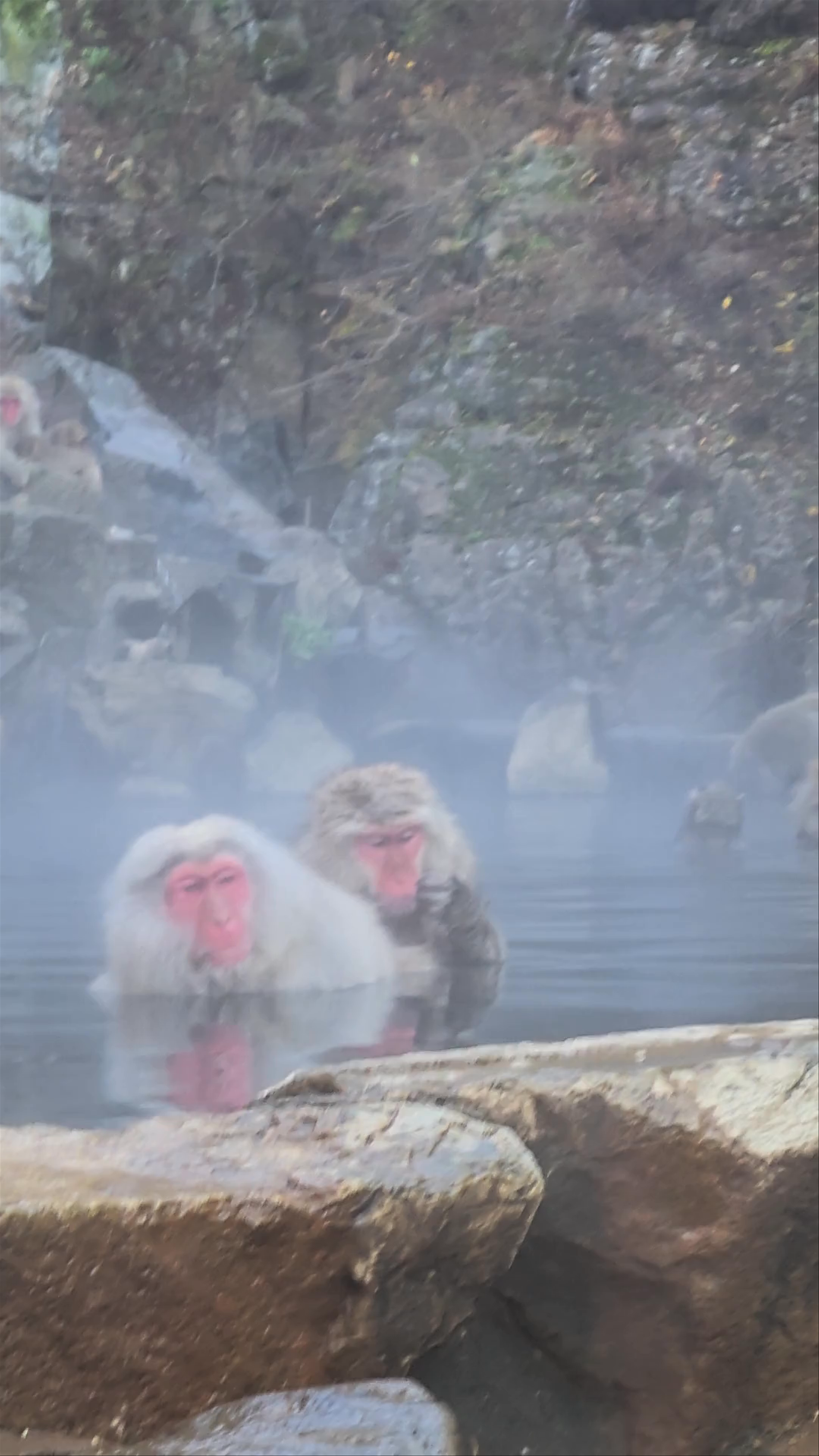 Snow Monkey Park (Jigokudani Yaen Koen)