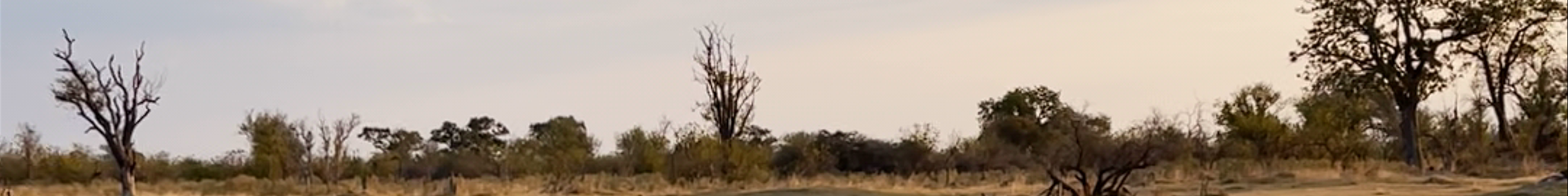 Tours & experiences in Botswana