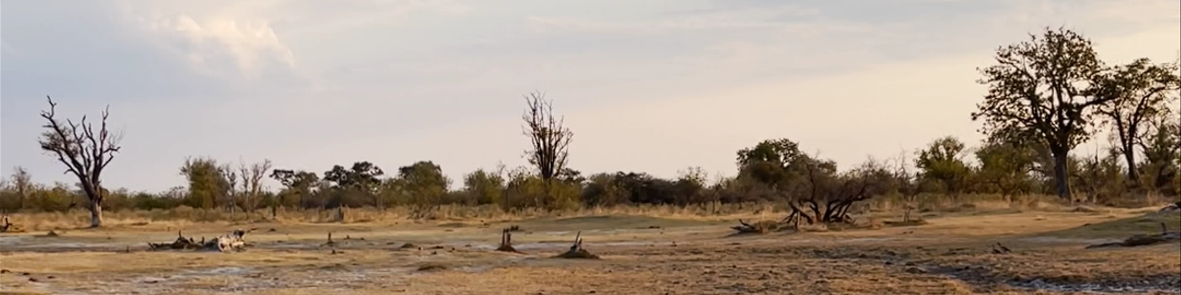 Moremi Game Reserve