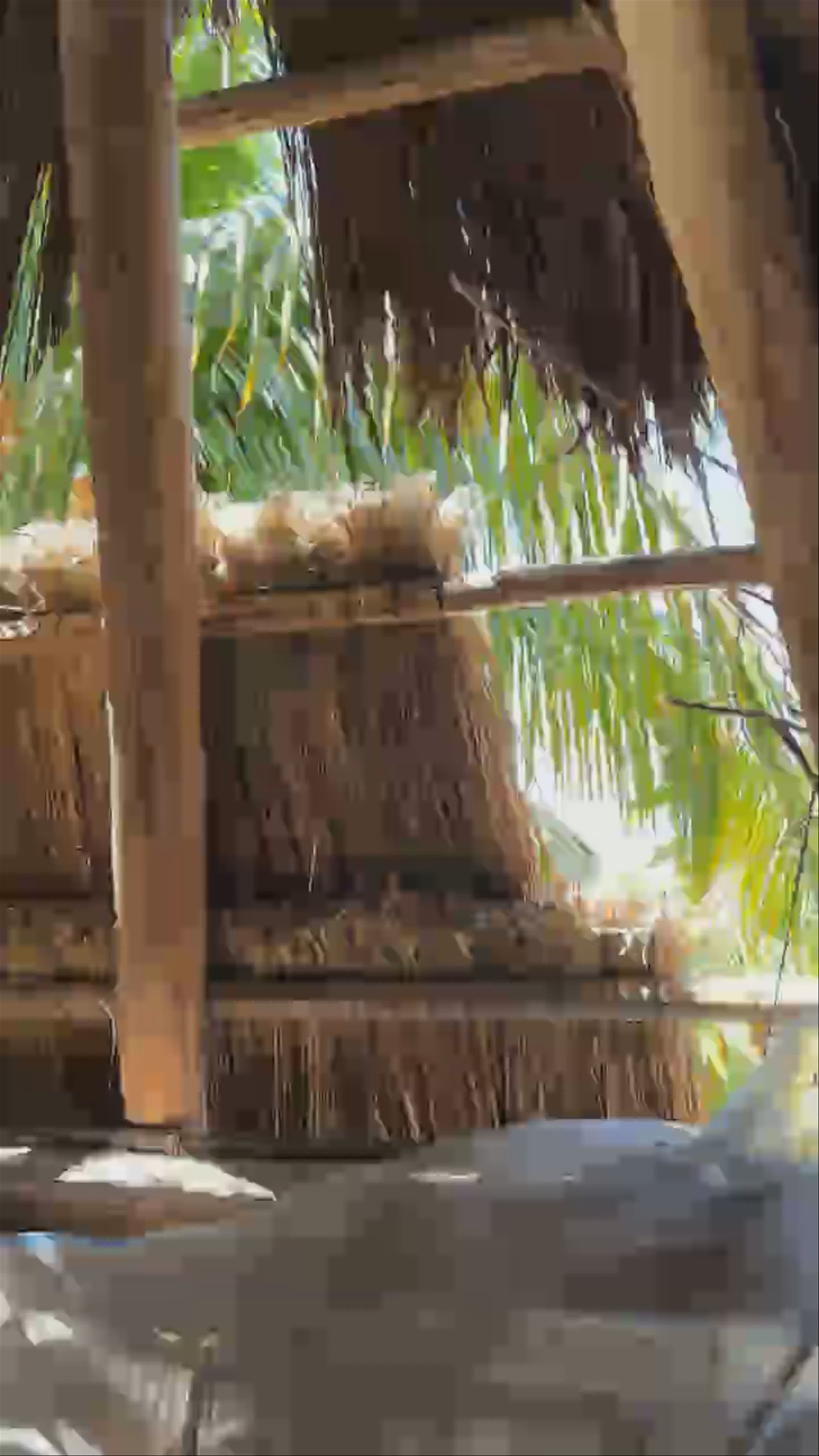 Palapa living, hand sewn grass roof