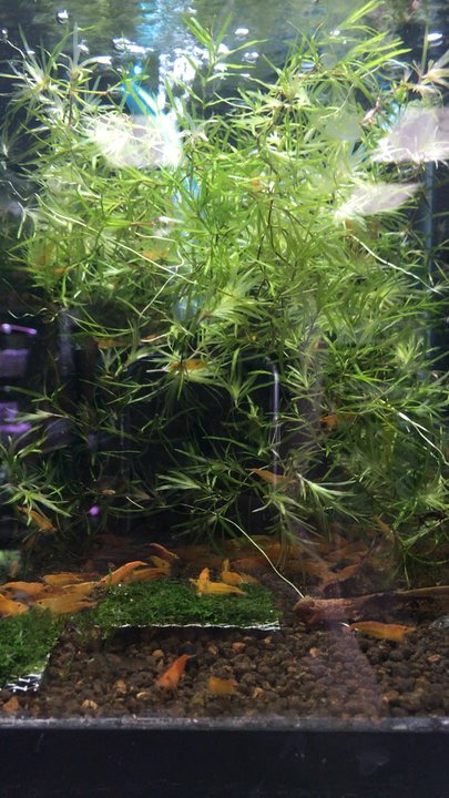 Animal Ark Pet Stores - Yellow shrimp party! - Pet Stores Near Me - Orem, Utah