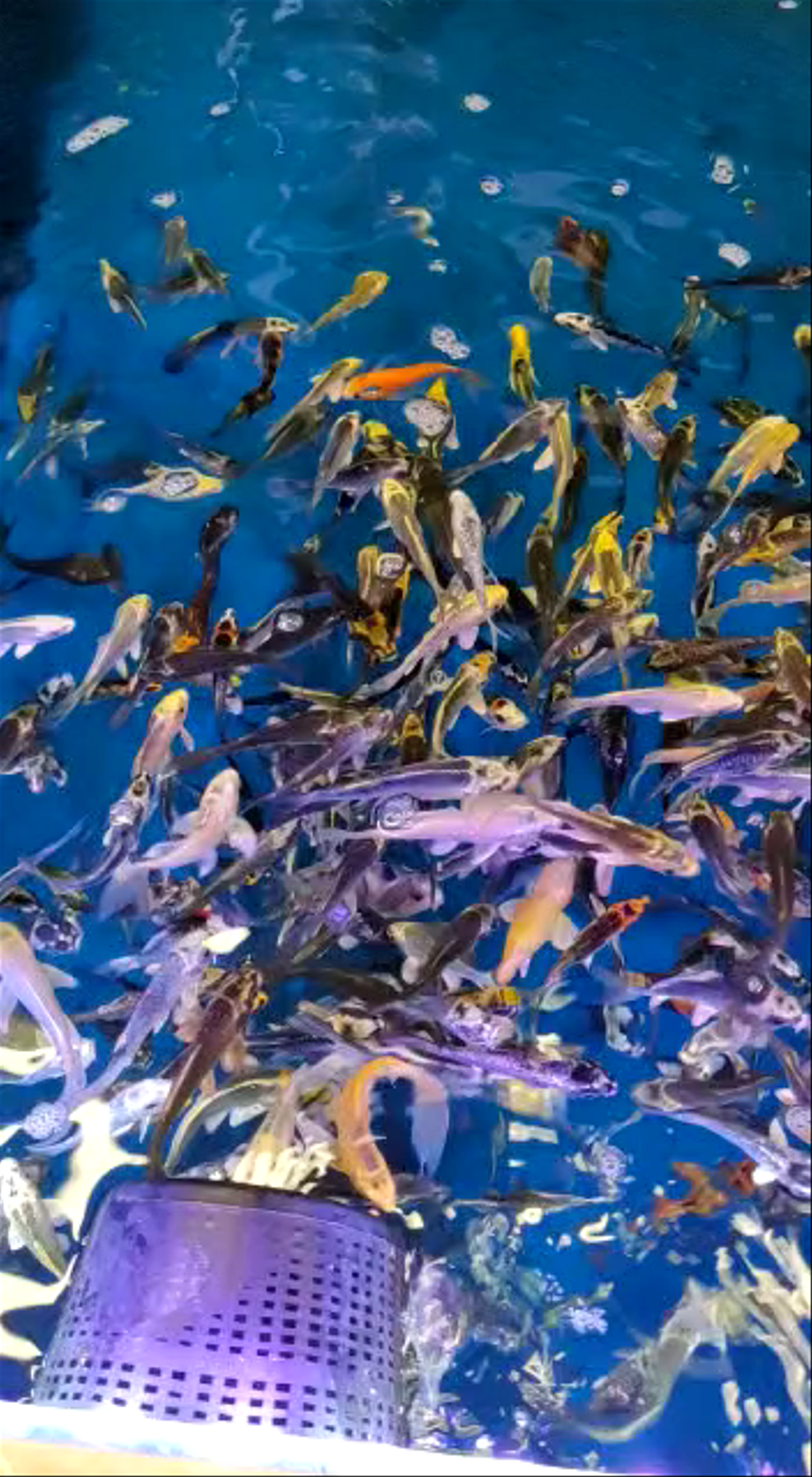 Colorful Koi Fish Pond at Mill Race Garden Centre, Colchester