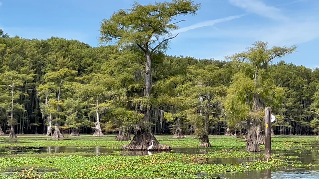 Caddo Lake Bayou Tours - Boat Tours Near Me - Uncertain, Texas