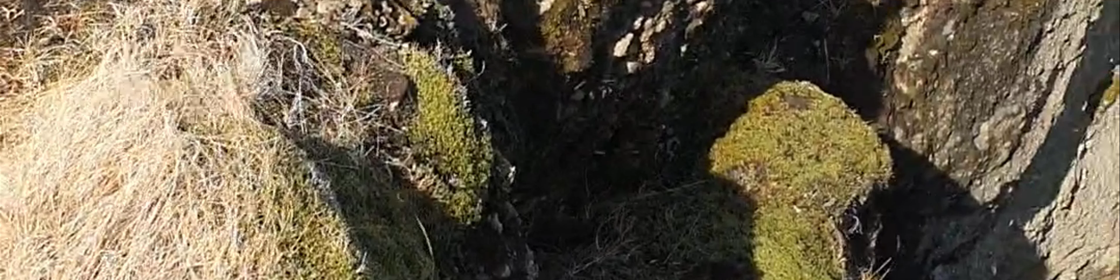 Fjaðrárgljúfur