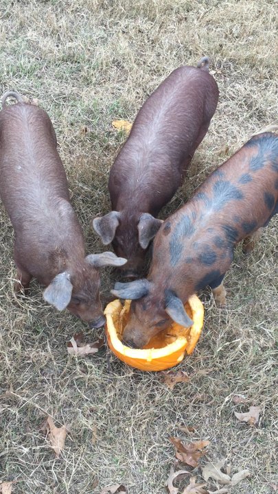 Heifer International - Community Service/Non-Profit Near Me - Perryville, Arkansas