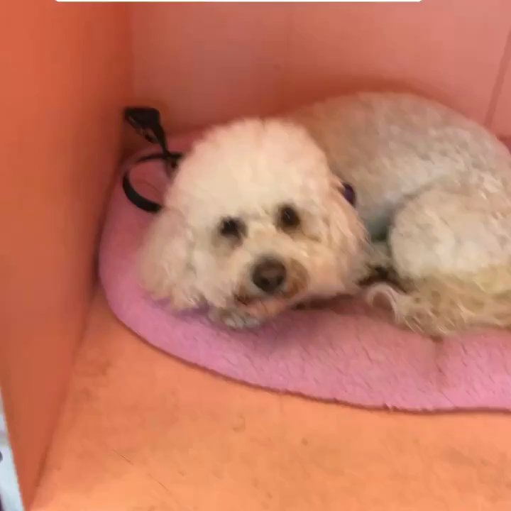BMK Pet Salon - Pet Groomers Near Me - San Francisco, California