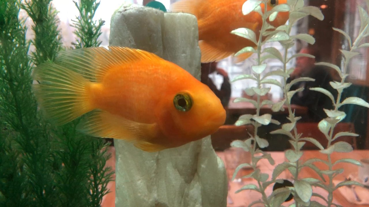 Cosmos Café - Friendly fish in restaurant aquarium - Breakfast & Brunch Near Me - Quebec City, Quebec