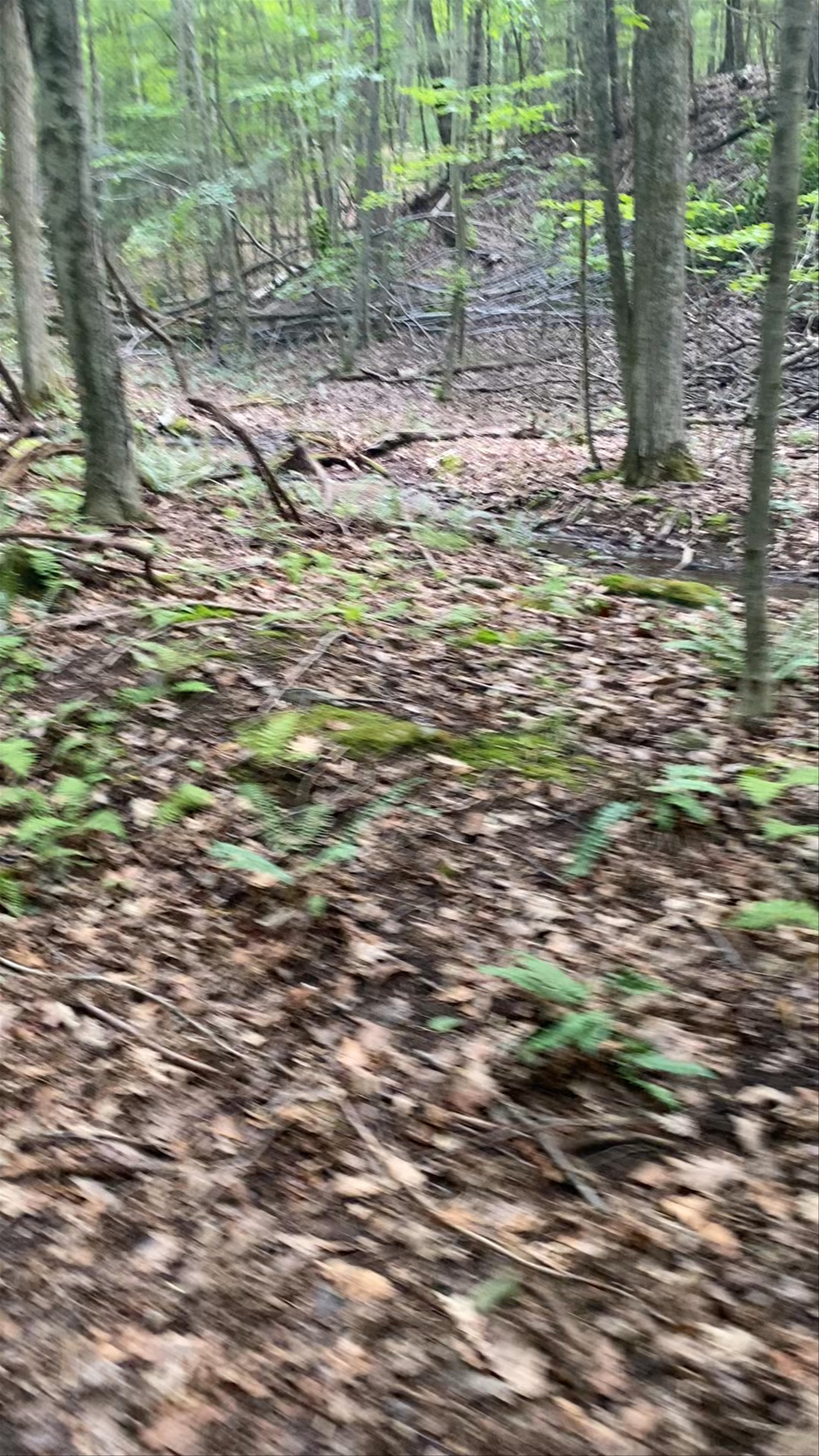 Buck Mountain Trailhead