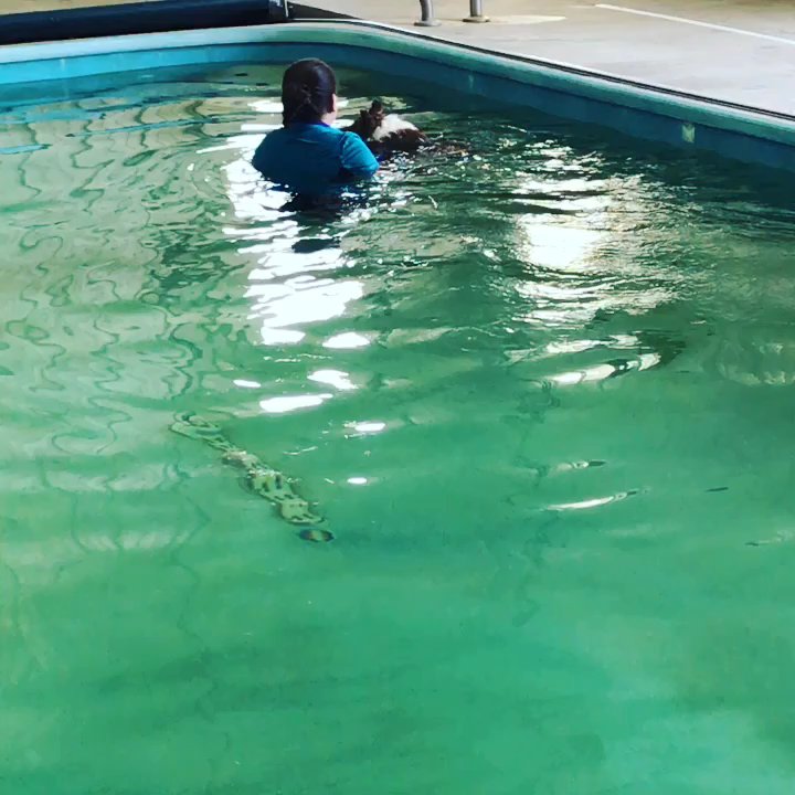 Four Star Wellness - Daisy doing a lap. - Pet Training Near Me - Wanatah, Indiana
