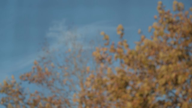 Blurry footage of Autumn trees