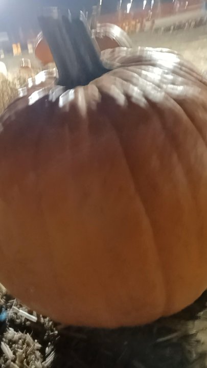 Ferrari Farms - Pumpkins! - Pick Your Own Farms Near Me - Reno, Nevada